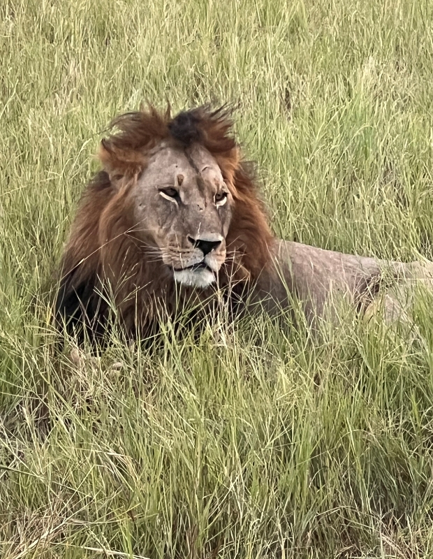 Lion in Grass